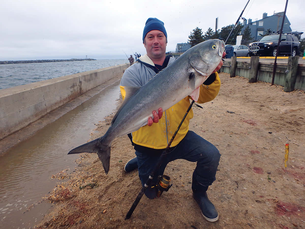 Bluefish, yellow jacket, blue beanie, SD Desktop Wallpaper
