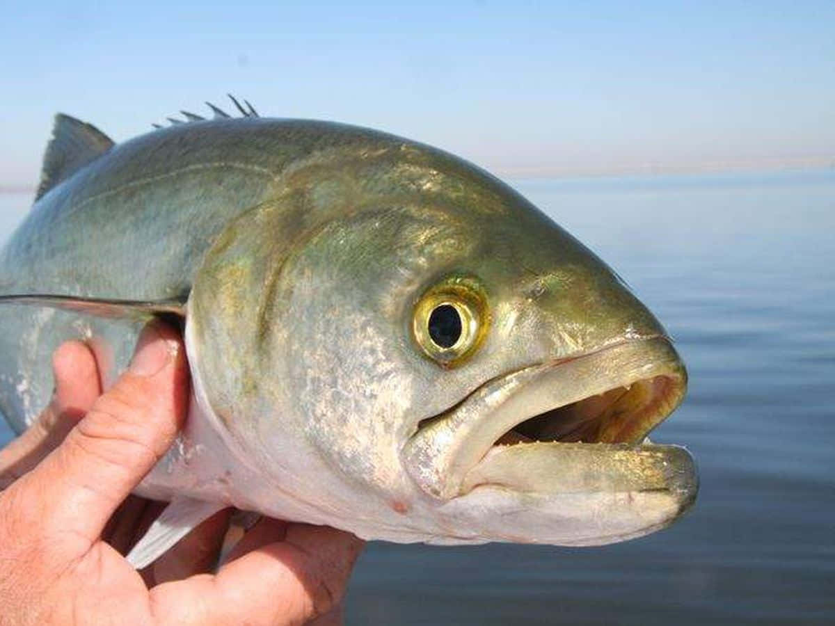 Bluefish, silver fish, wide open mouth, SD Desktop Wallpaper