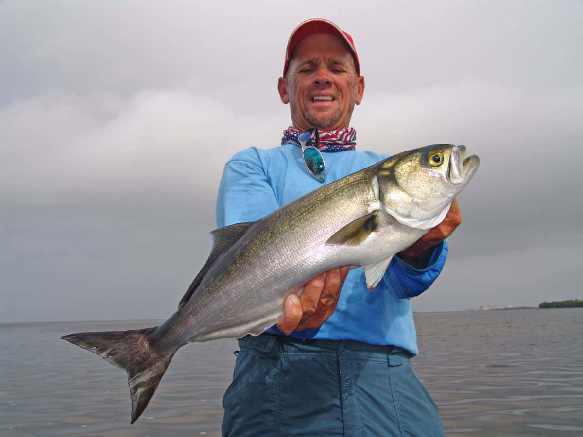Bluefish, silver fish, yellow eye, SD Desktop Wallpaper
