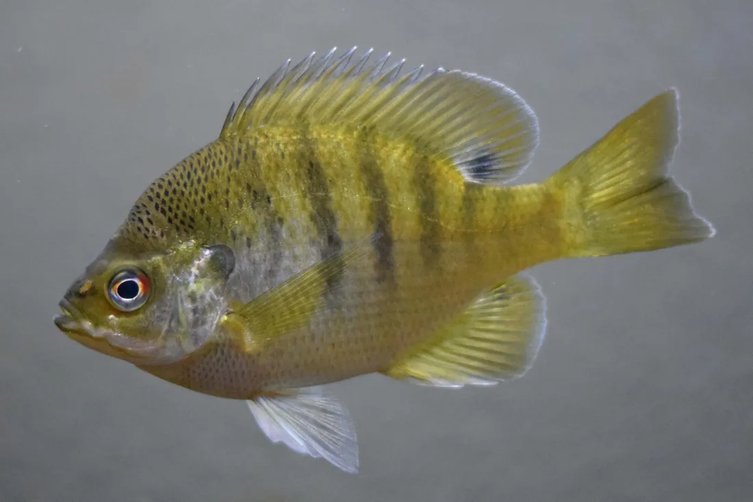 Bluegill