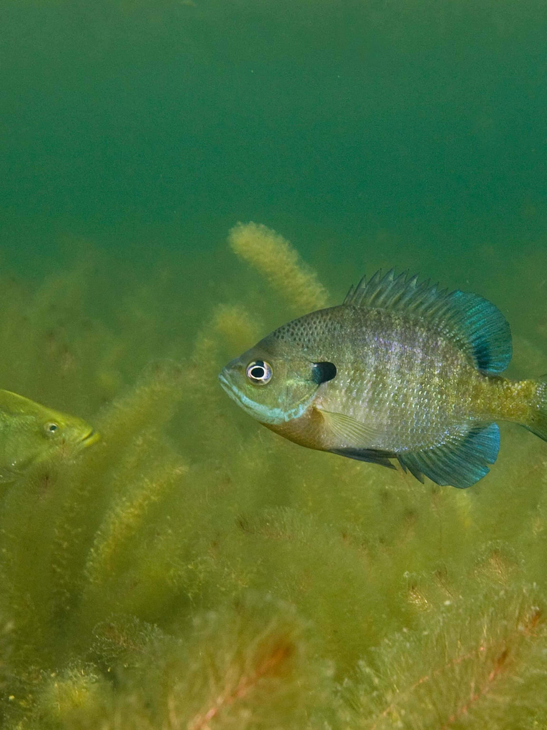 Bluegill, blue fins, green algae, 2K Phone Wallpaper