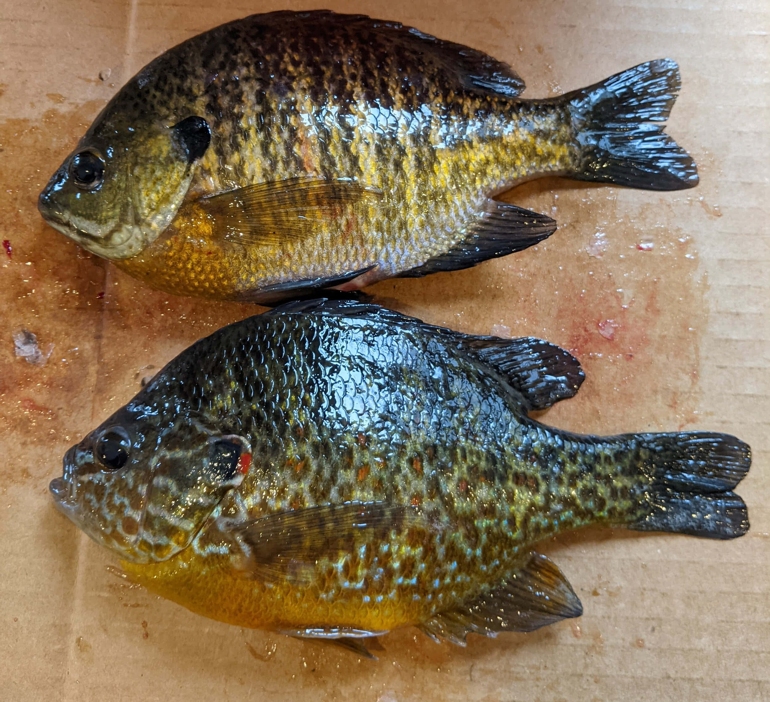 Bluegill, iridescent scales, wet wooden surface, Full HD Desktop Wallpaper
