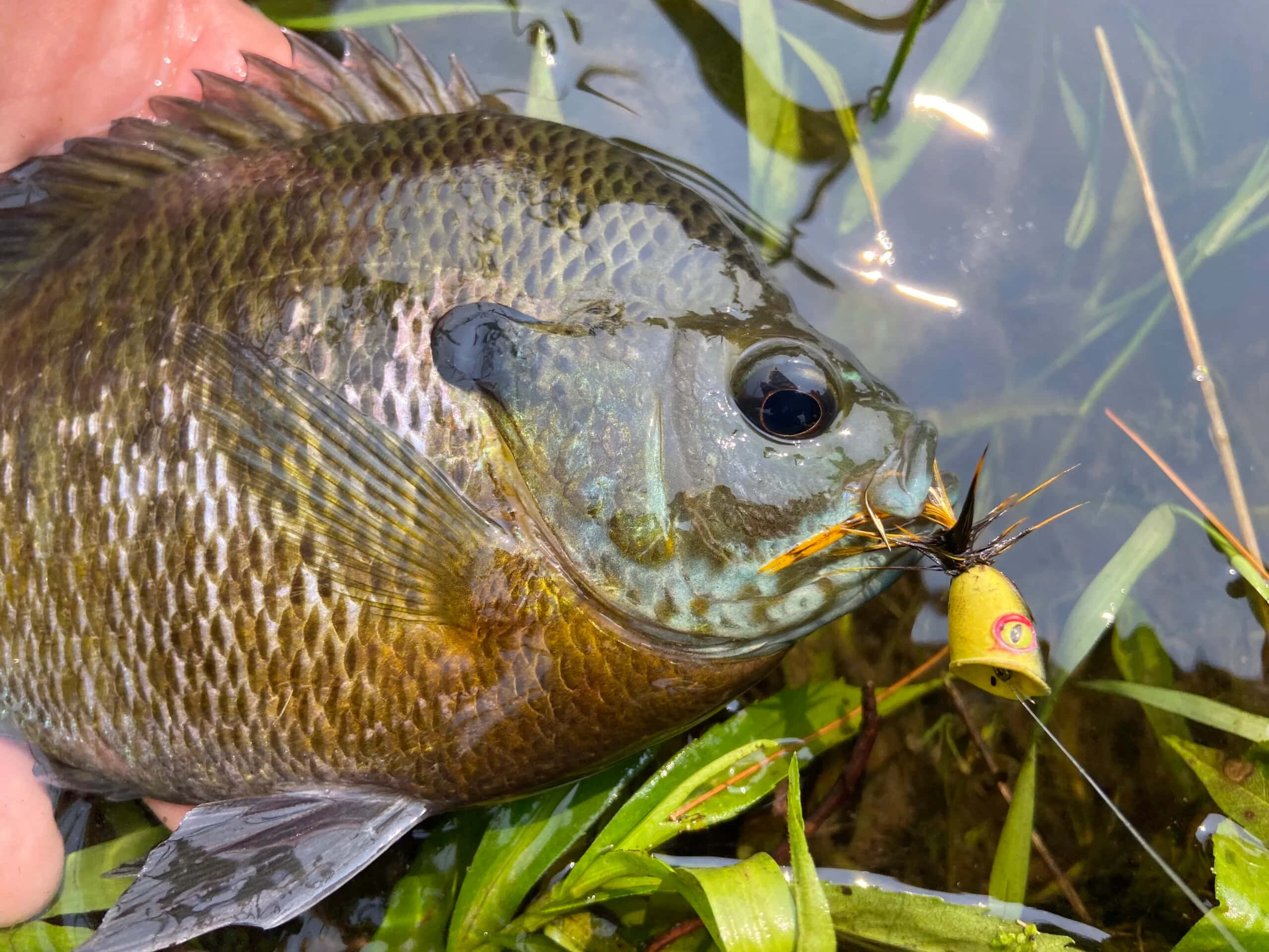 bluegill, yellow lure, hand, 2K Desktop Wallpaper
