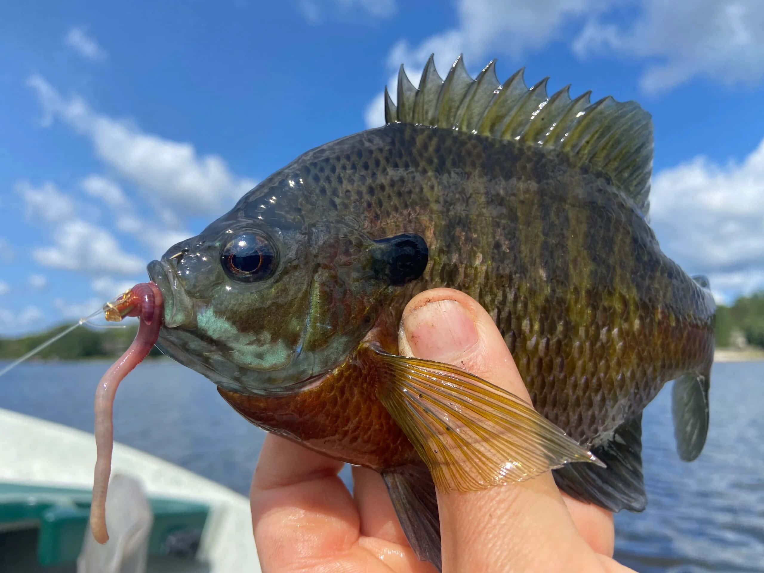 Bluegill, worm lure, lake, 2K Desktop Wallpaper