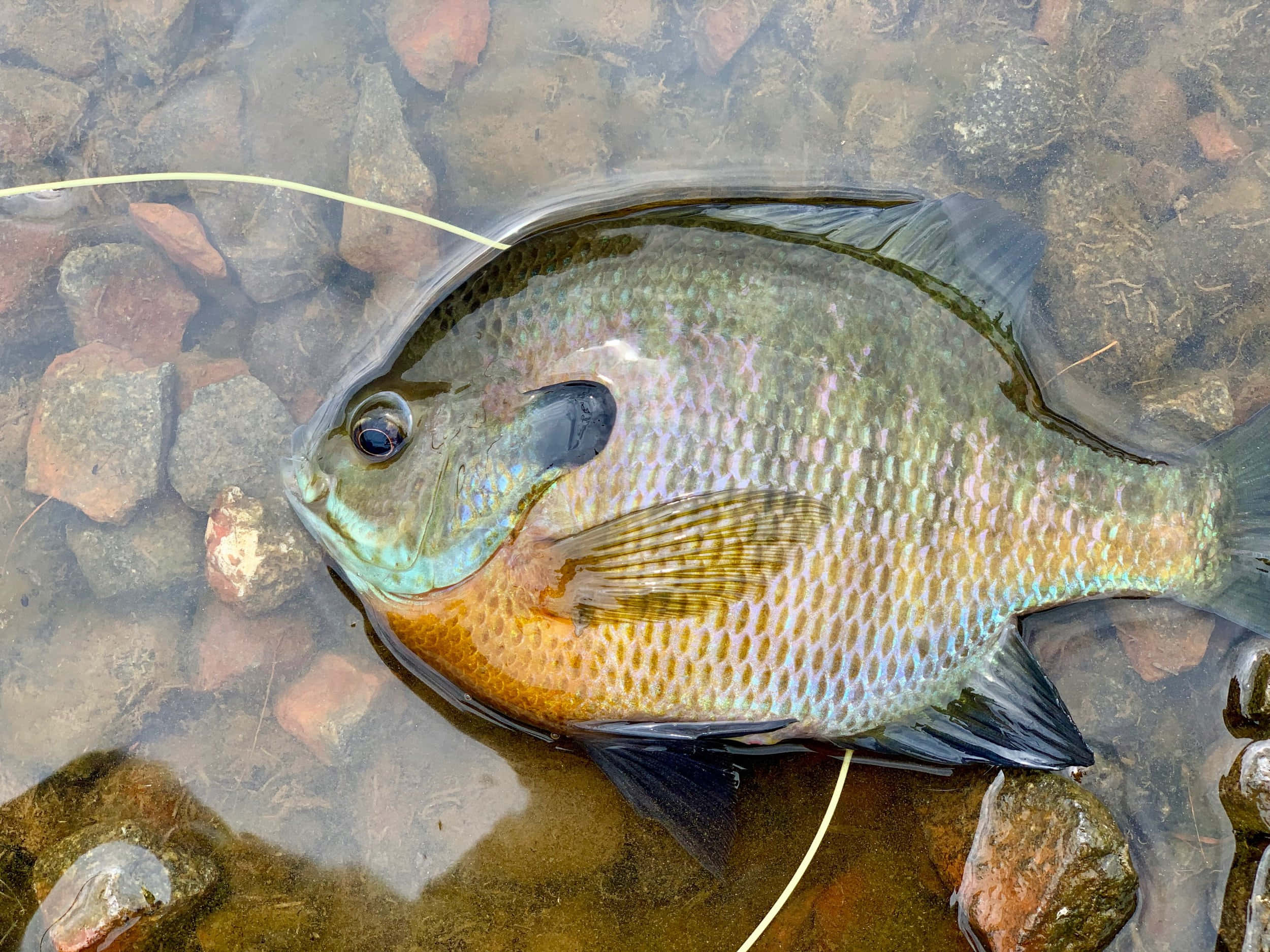 Bluegill, sunfish, iridescent scales, Full HD Desktop Wallpaper