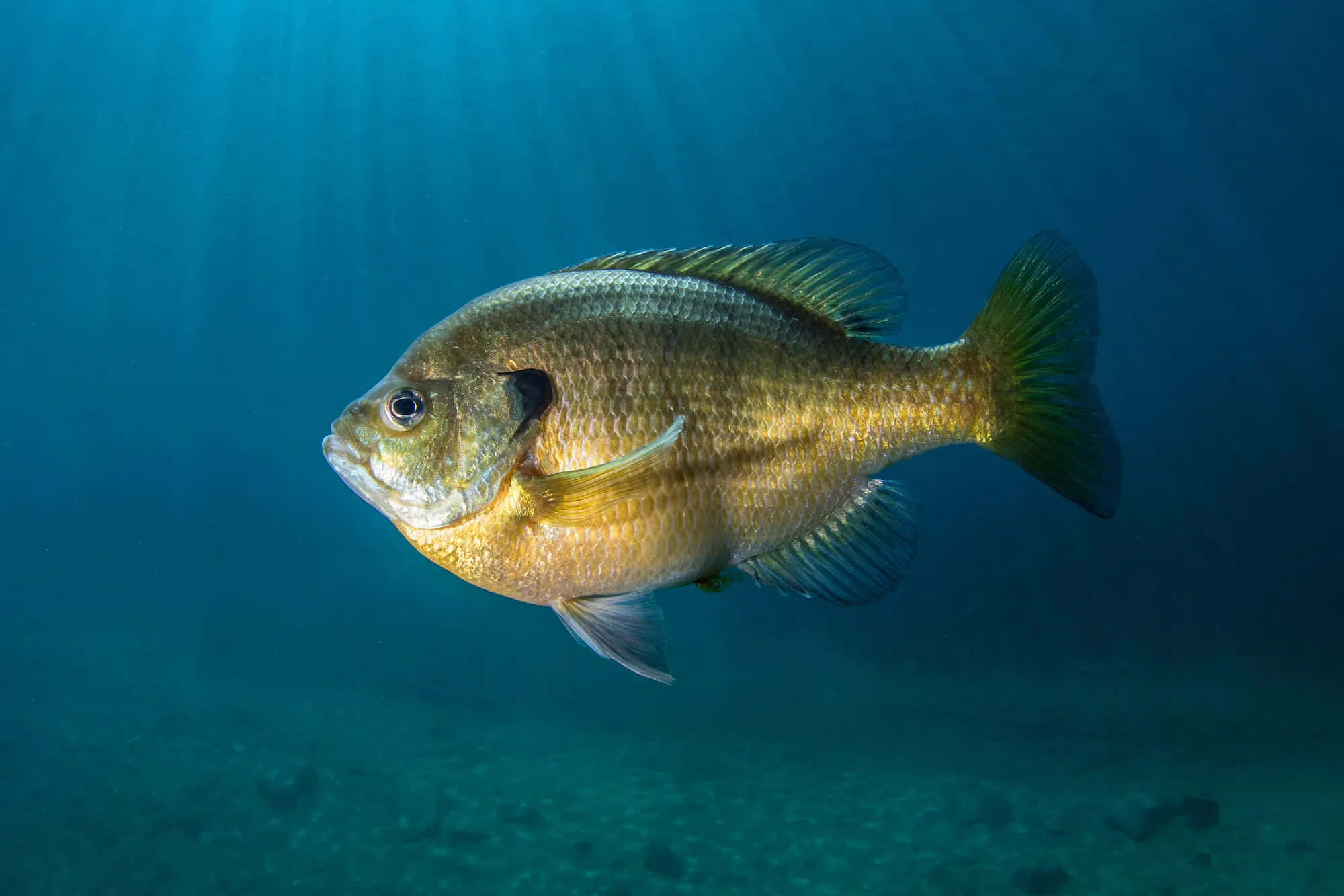 Bluegill, sunfish, underwater scene, Full HD Desktop Wallpaper