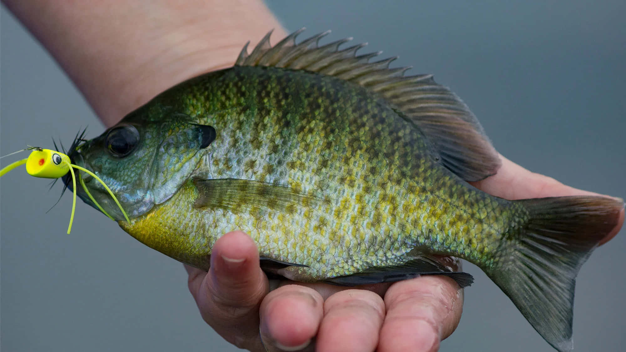 bluegill, yellow fishing lure, muted gray background, Full HD Desktop Wallpaper
