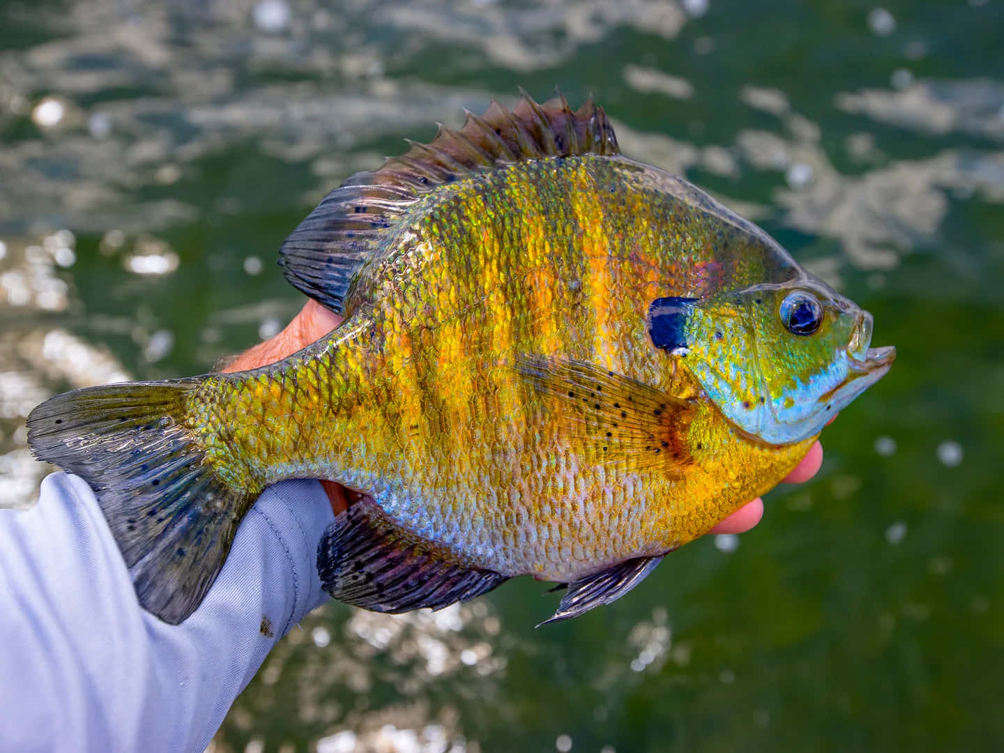 Colorful Bluegill, vibrant sunfish, golden stripes, HD Desktop Wallpaper