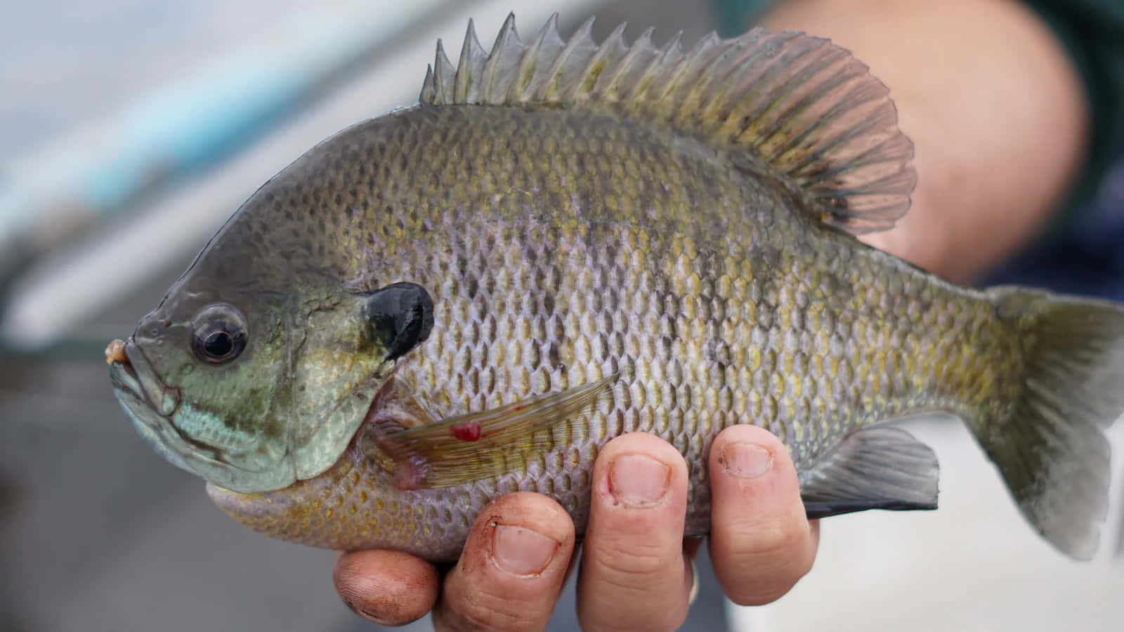 bluegill, sunfish, detailed scales, HD Desktop Wallpaper