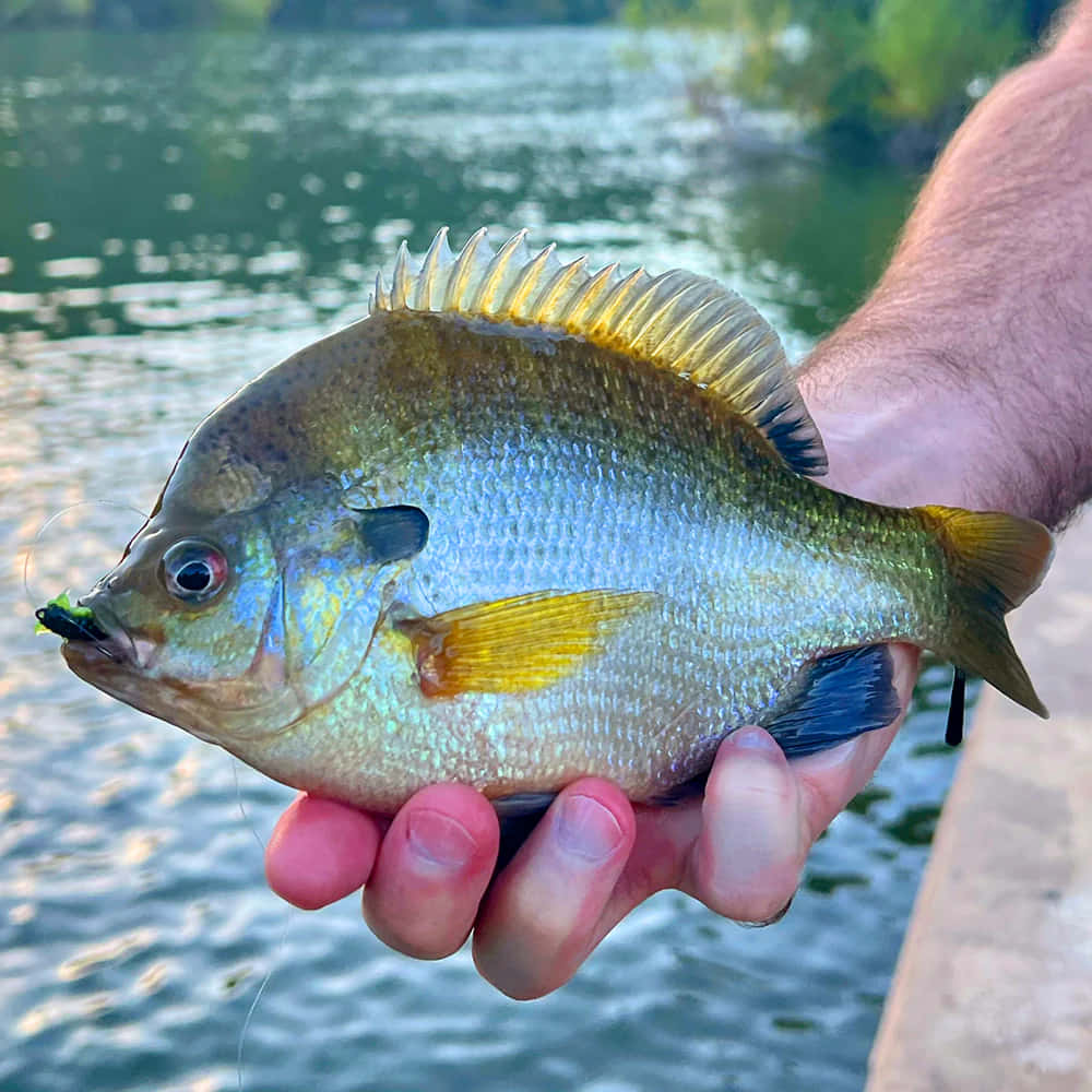 bluegill, sunfish, green lure, SD Desktop Wallpaper