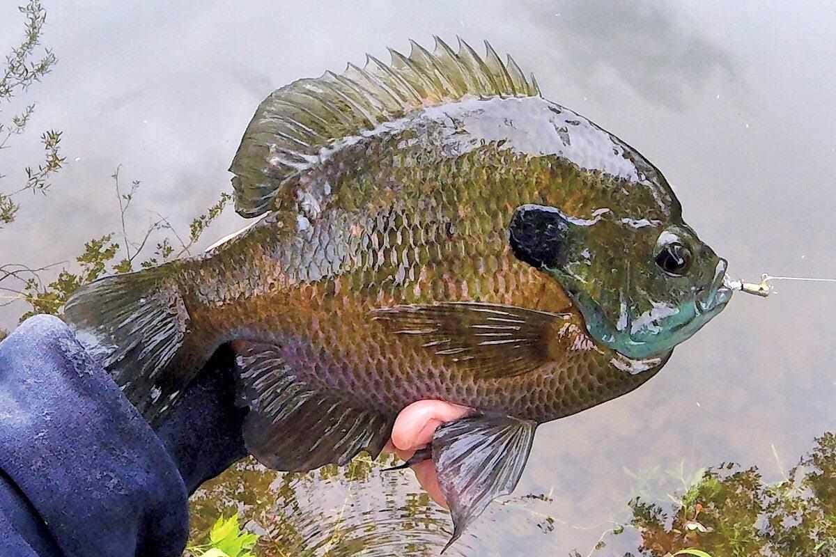 bluegill, greenish sunfish, black spot on its gill plate, SD Desktop Wallpaper