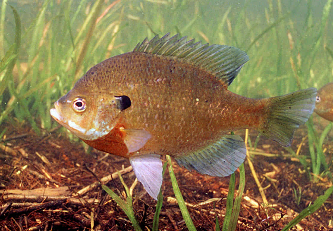 Bluegill, sunfish, orange belly, SD Desktop Wallpaper