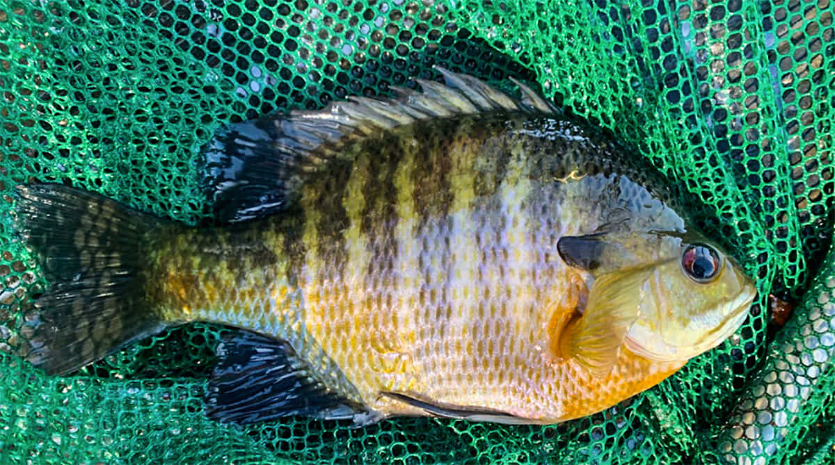 Bluegill, green fishing net, sunfish, SD Desktop Wallpaper