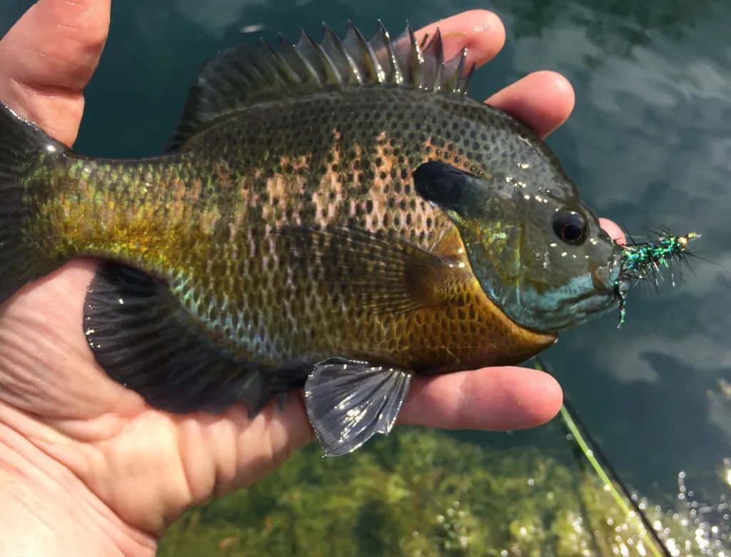 Bluegill, sunfish, green and gold speckled body, SD Desktop Wallpaper