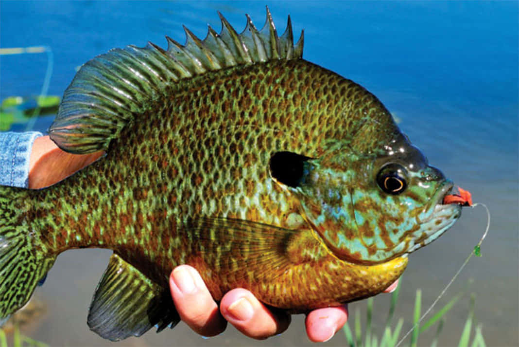 Bluegill, sunfish, red lure, SD Desktop Wallpaper