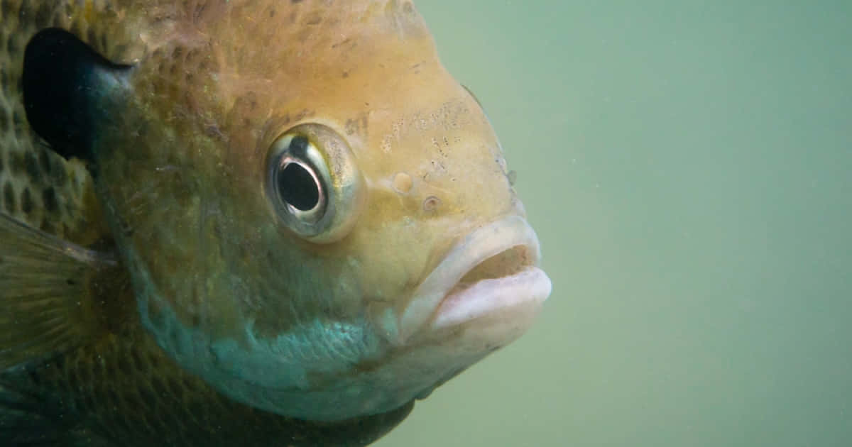 Bluegill, speckled fish, large eye, SD Desktop Wallpaper