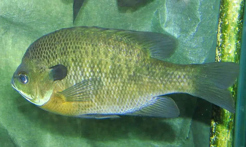 Bluegill, sunfish, mossy tank wall, SD Desktop Wallpaper