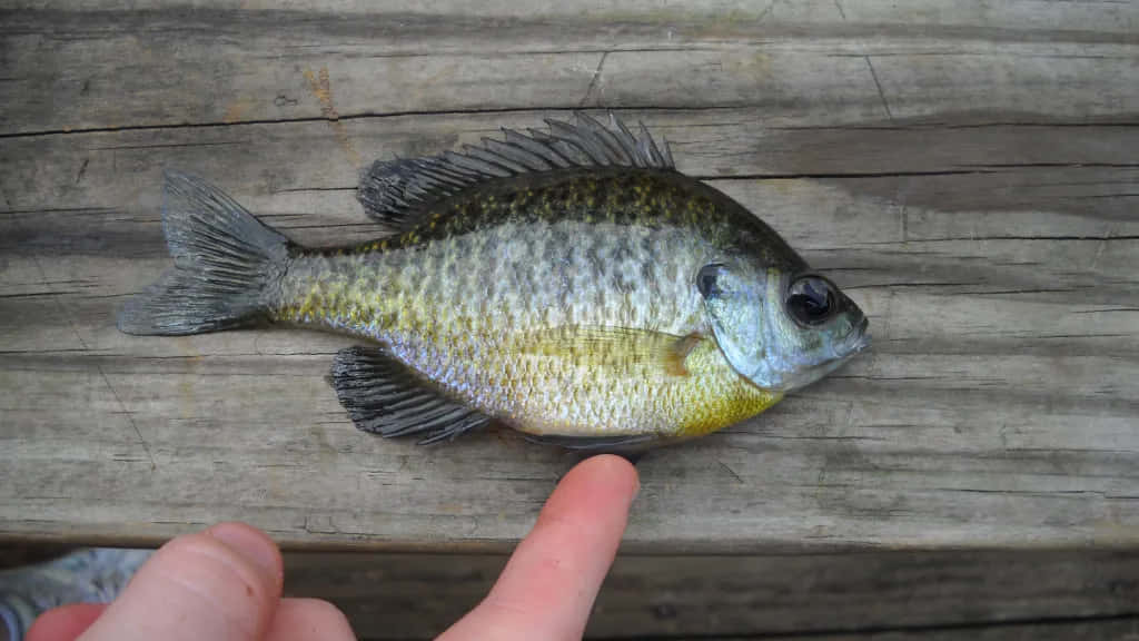 Bluegill, sunfish, iridescent scales, SD Desktop Wallpaper