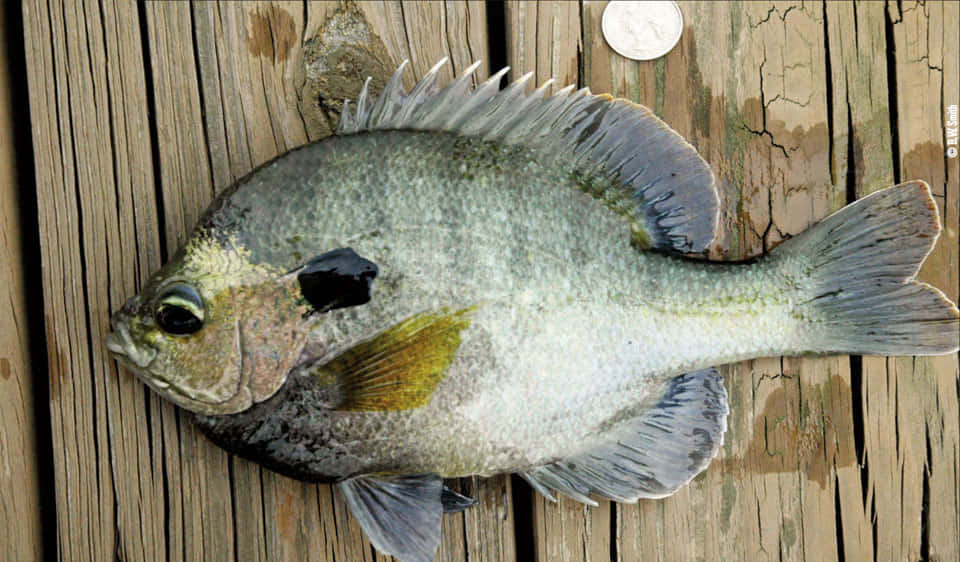 Bluegill, wooden dock, sunfish, SD Desktop Wallpaper