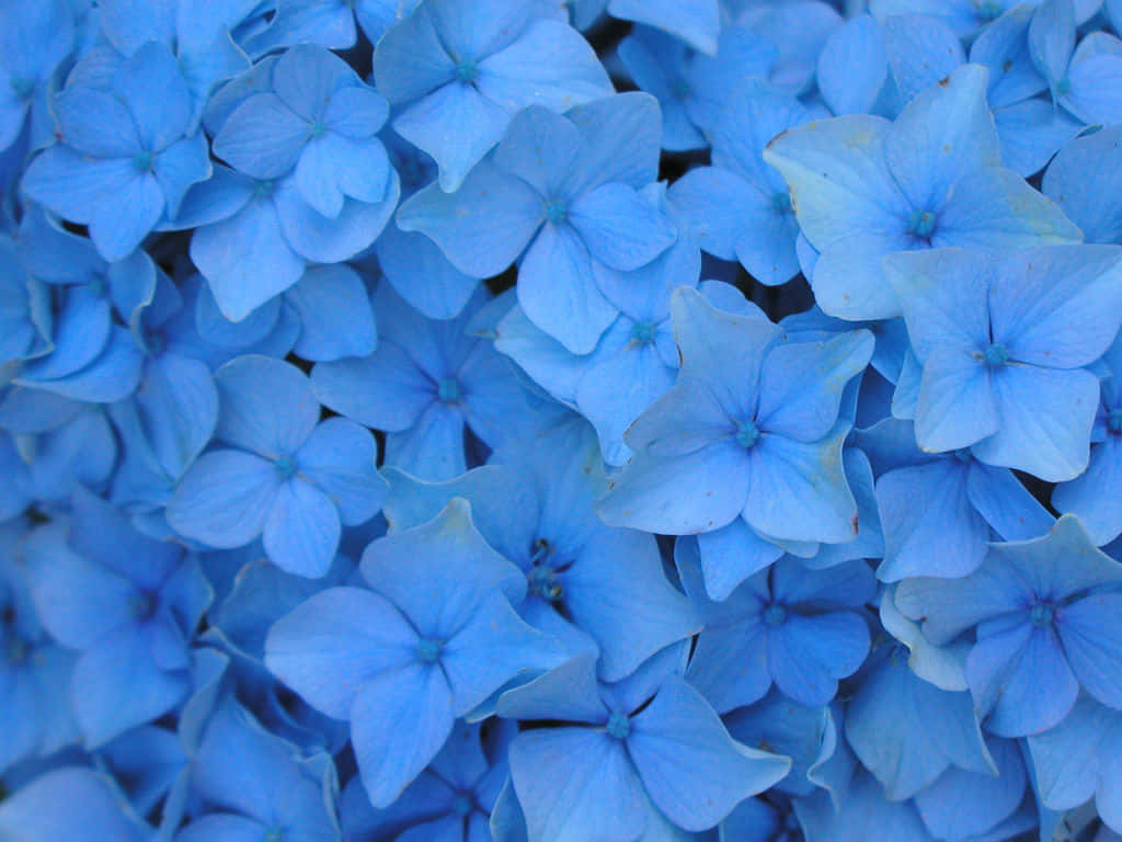 blue hydrangea blossoms, soft petals, subtle color variations, SD Desktop Wallpaper