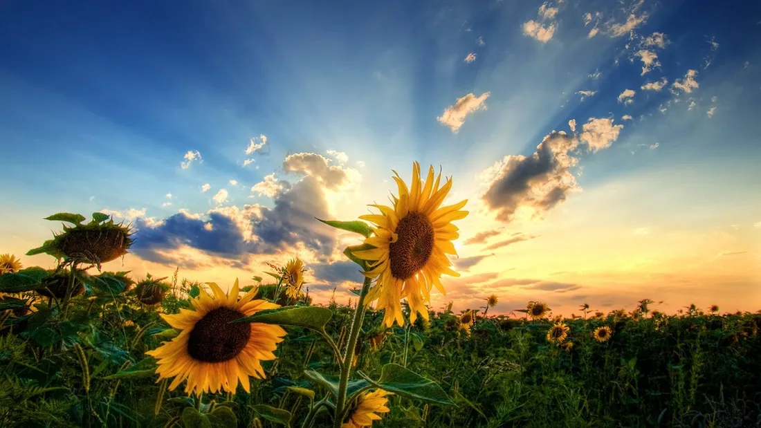 Blumen