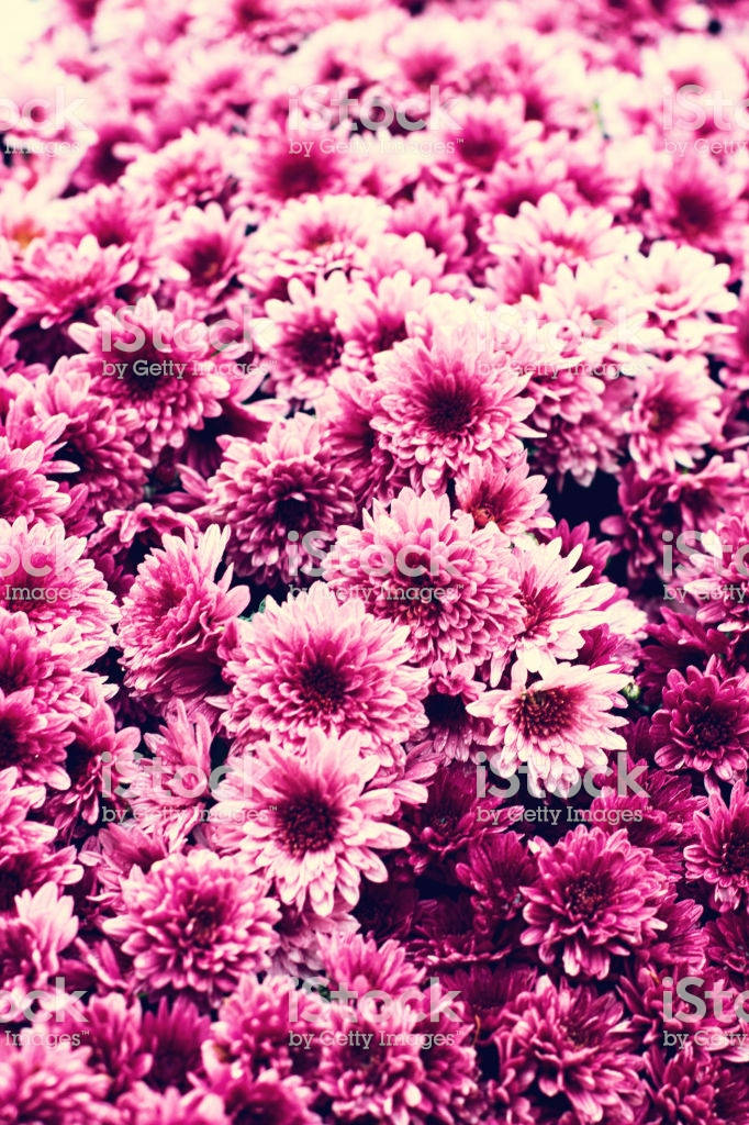 Blumen, pink chrysanthemums, layered petals, SD Phone Wallpaper