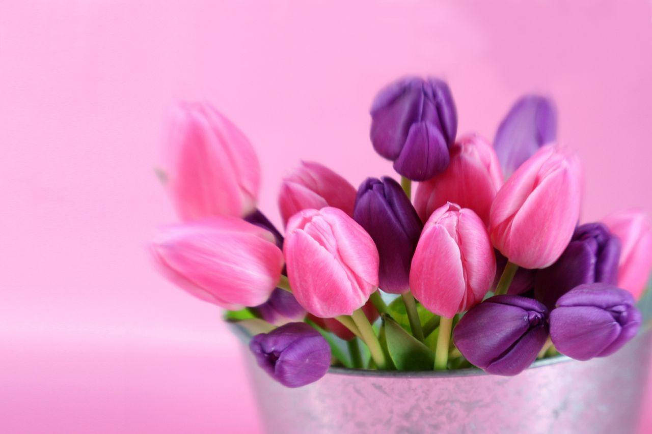 Blumen, pink, purple tulips, HD Desktop Wallpaper