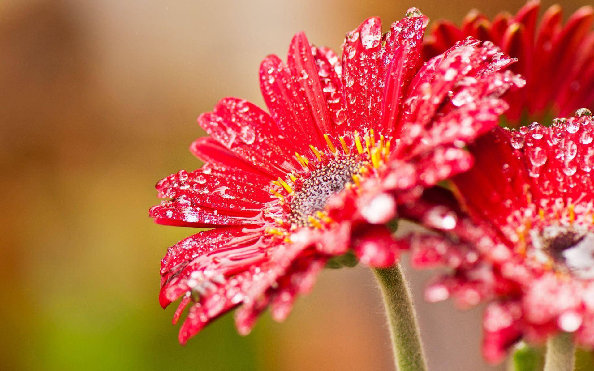 Blumen, red gerbera daisy, dewdrops, Full HD Desktop Wallpaper