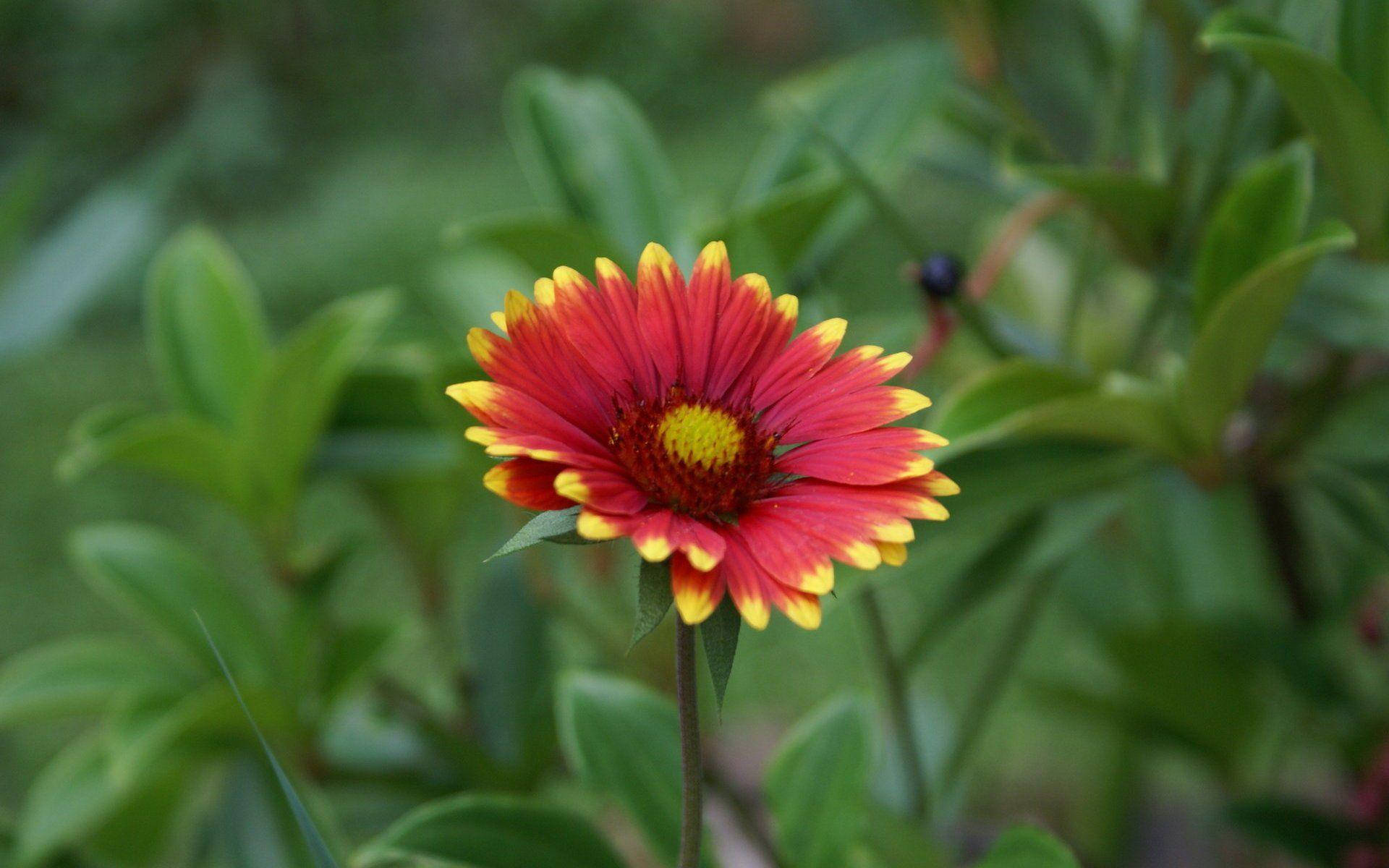 Blumen, vibrant red, yellow flower, Full HD Desktop Wallpaper