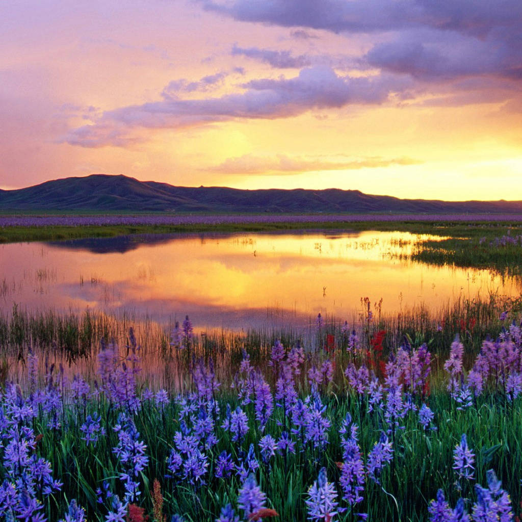 Blumen, purple wildflowers, calm pond, SD Desktop Wallpaper