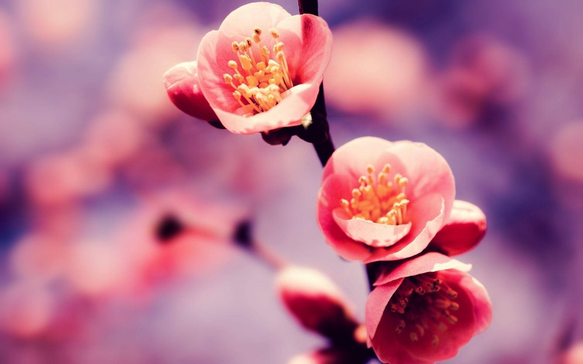 Blumen, cherry blossom, soft pink blossoms, Full HD Desktop Wallpaper