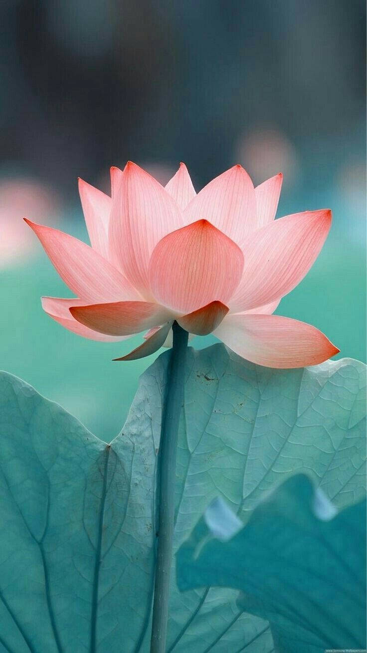 blumen, pink lotus, green leaves, HD Phone Wallpaper
