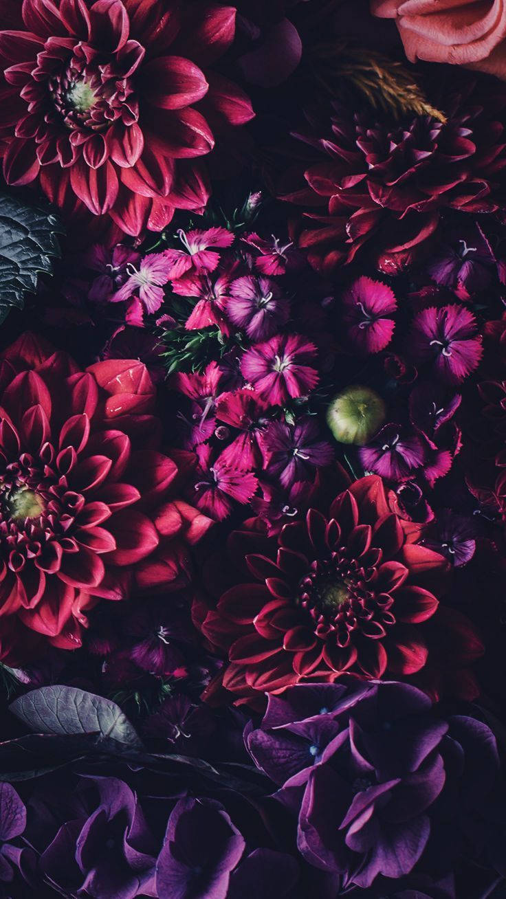 Blumen, magenta, deep purple, HD Phone Wallpaper