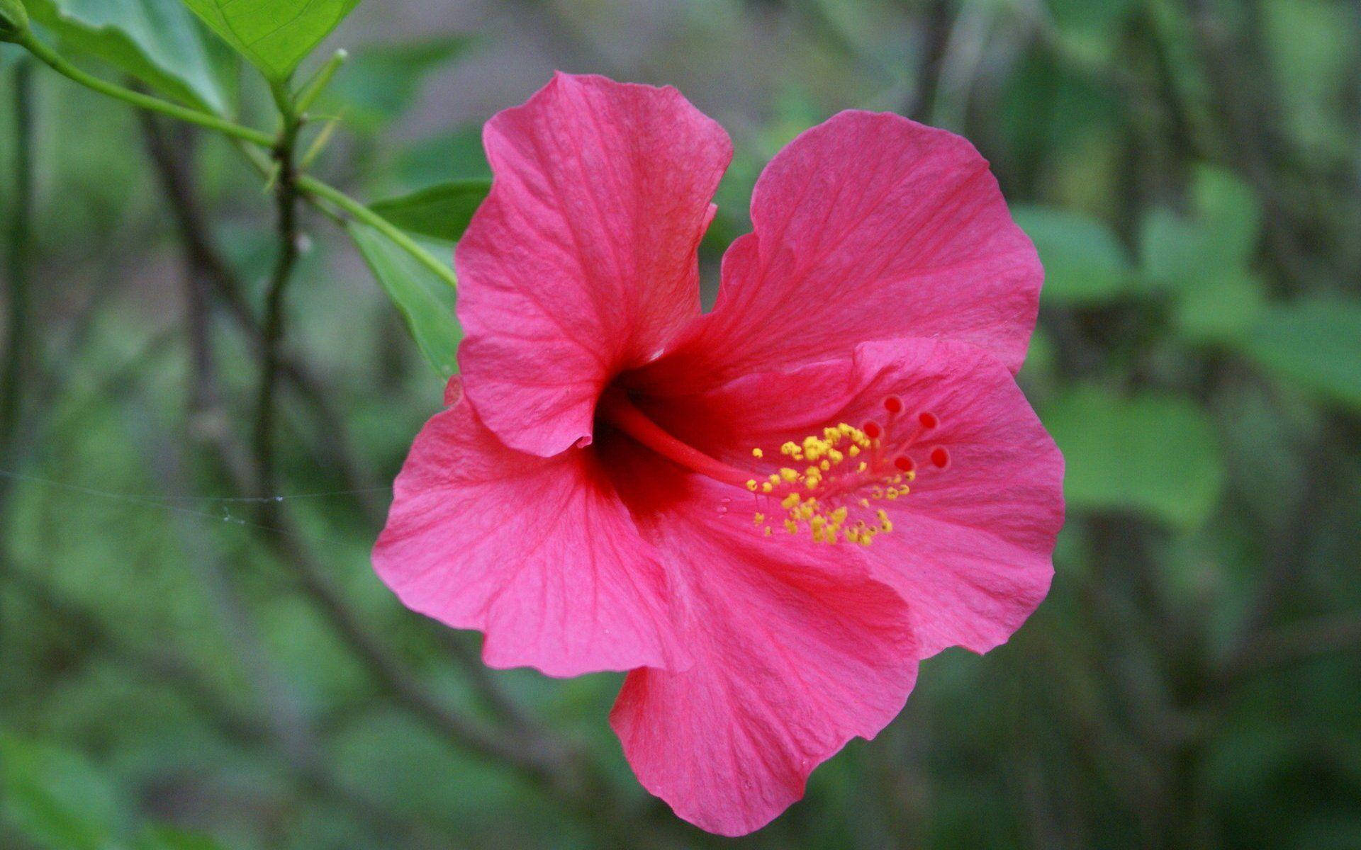 Blumen, pink hibiscus flower, yellow stamens, Full HD Desktop Wallpaper