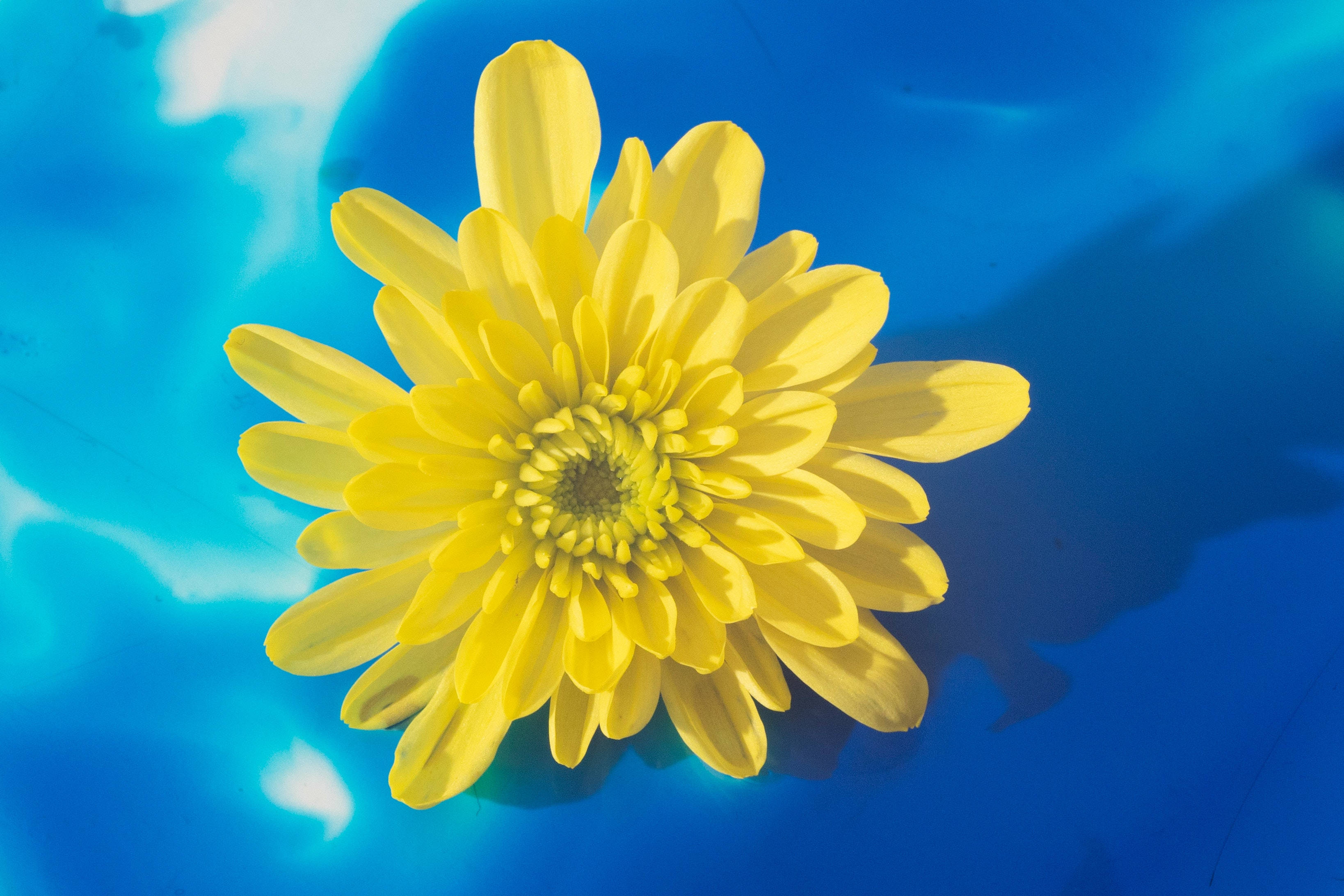 Blumen, yellow chrysanthemum, rippling blue water, 2K Desktop Wallpaper