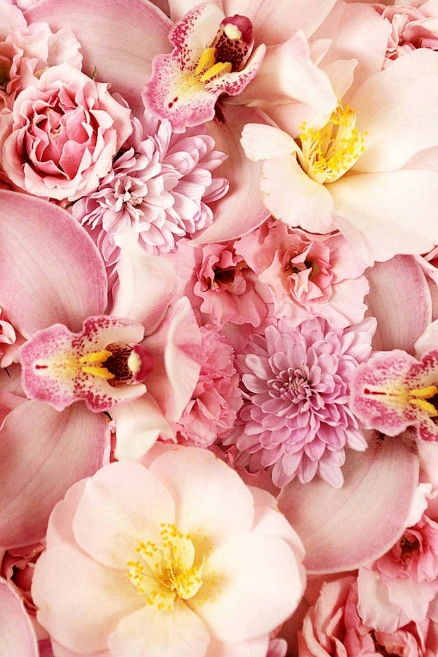 Blumen, pink flowers, roses, SD Phone Wallpaper