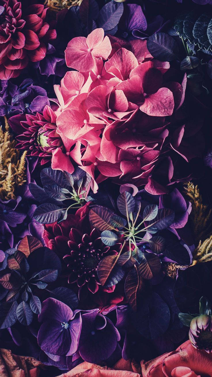 Blumen, hydrangeas, pink, HD Phone Wallpaper