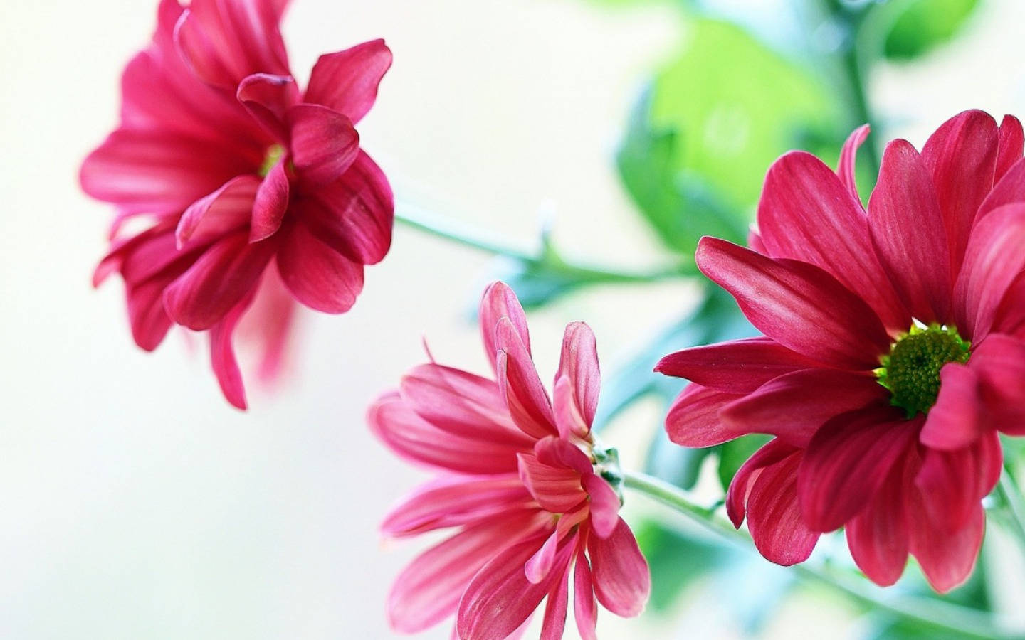Blumen, vivid pink daisies, blurred green and white background, HD Desktop Wallpaper