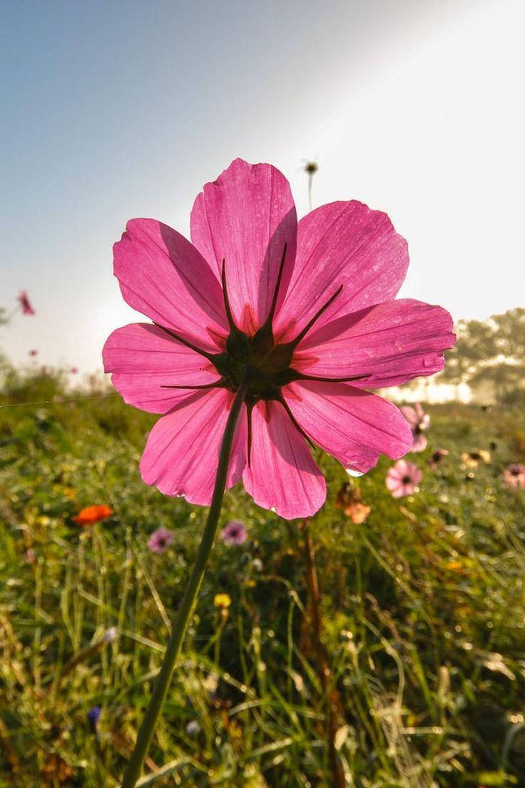 Blumen, cosmos flower, dew, SD Phone Wallpaper