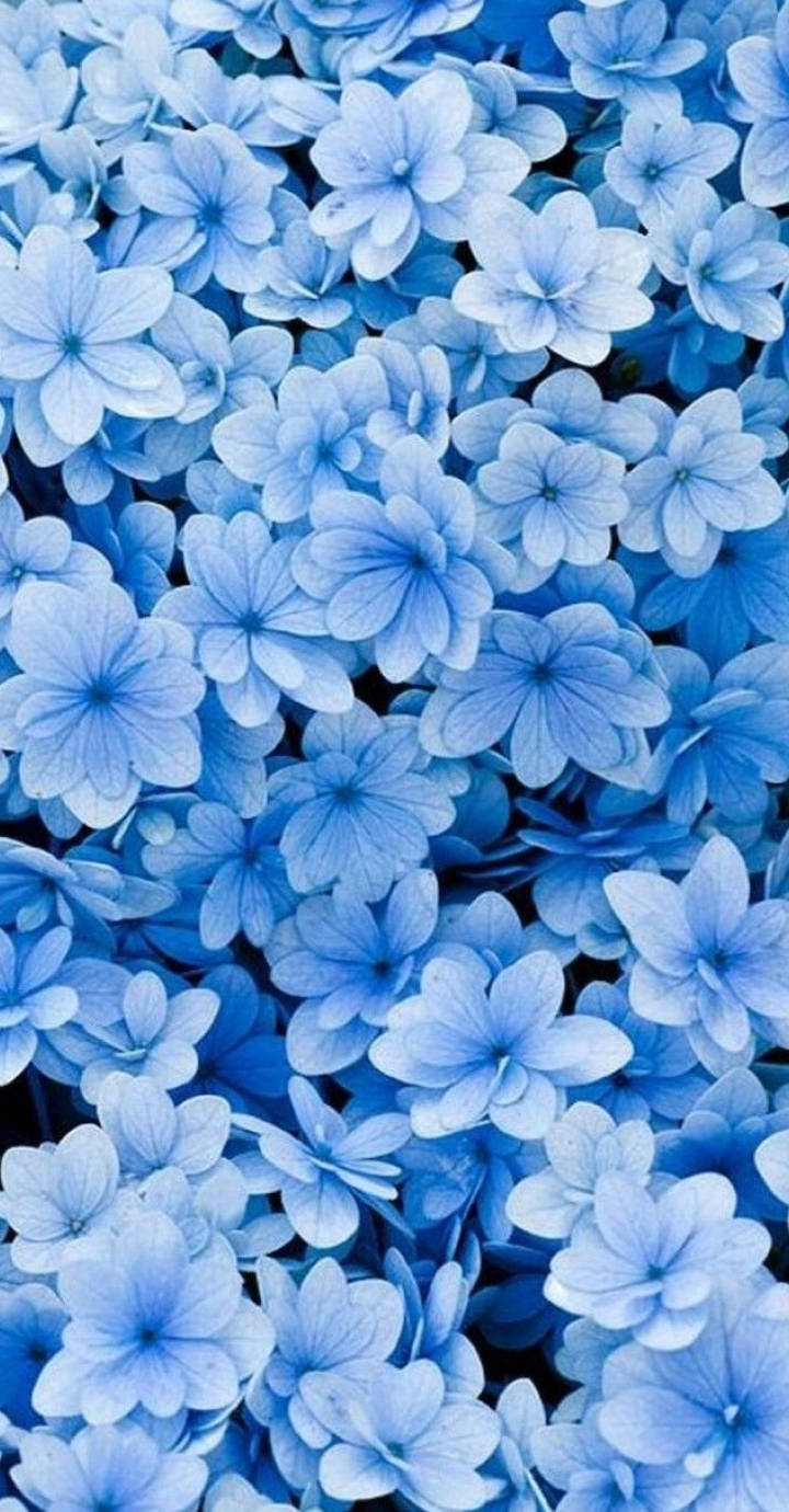 Blumen, blue flowers, soft petals, HD Phone Wallpaper