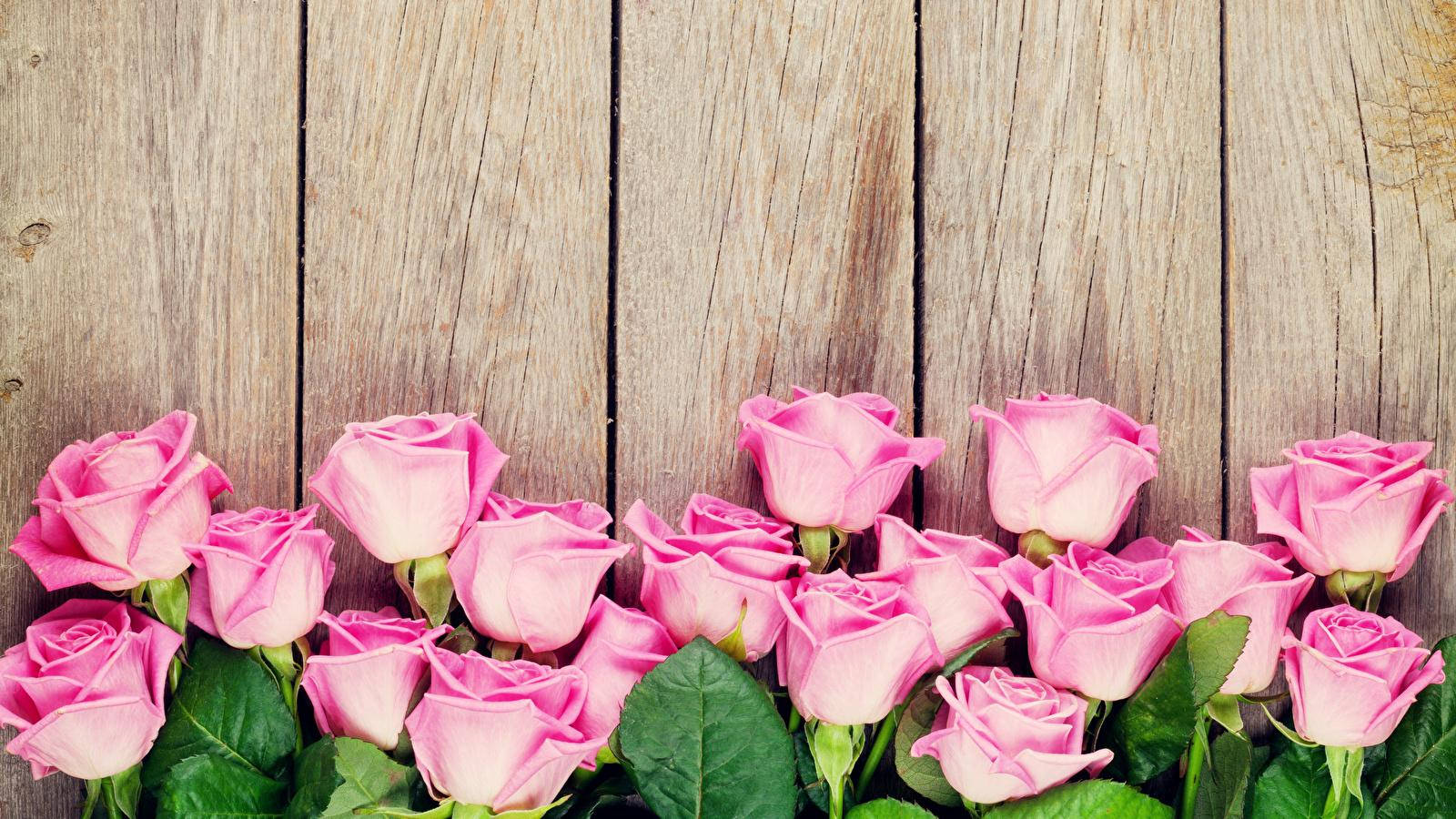 Blumen, pink roses, lush green leaves, HD Desktop Wallpaper