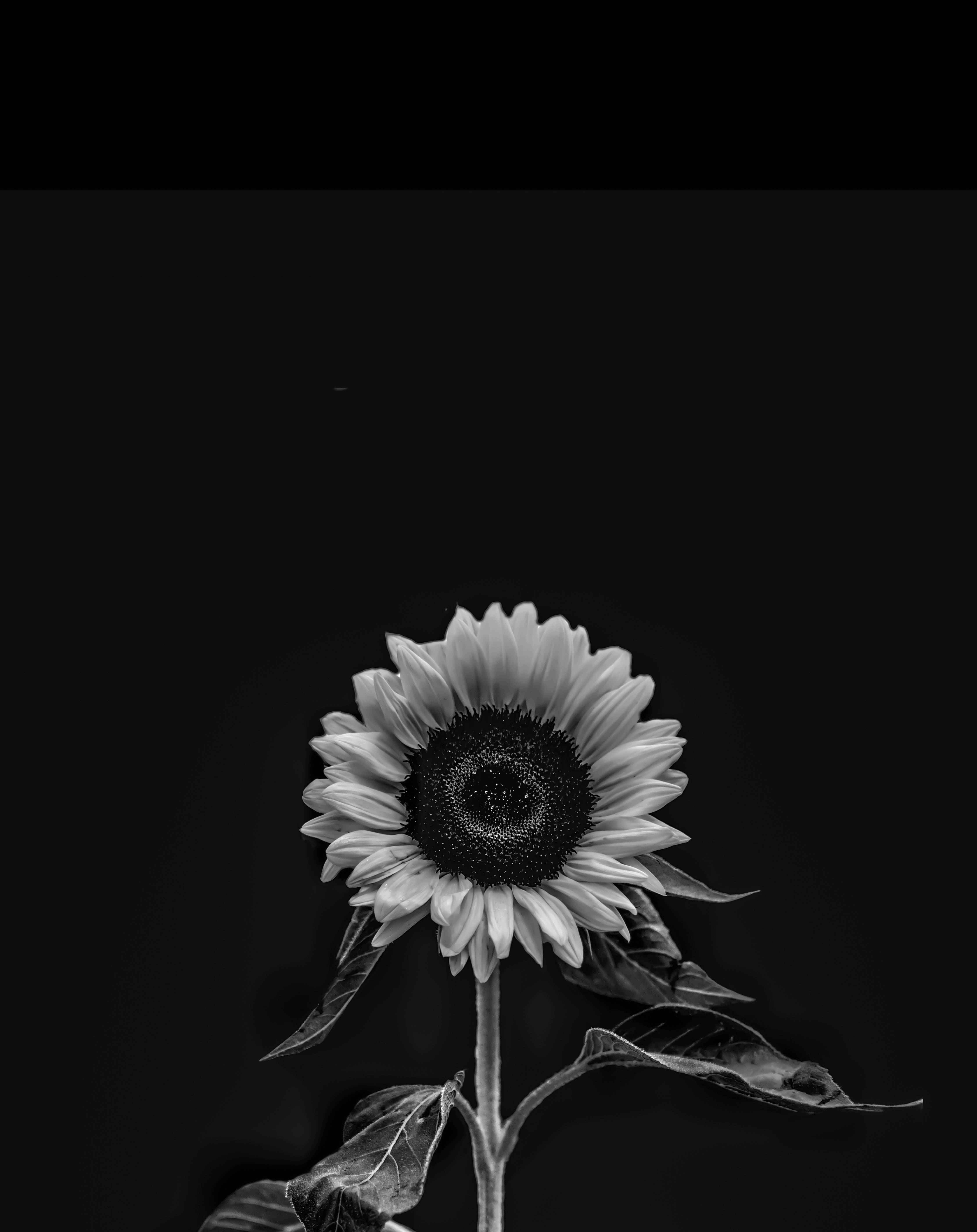 Blumen, sunflower, black and white, 5K Phone Wallpaper