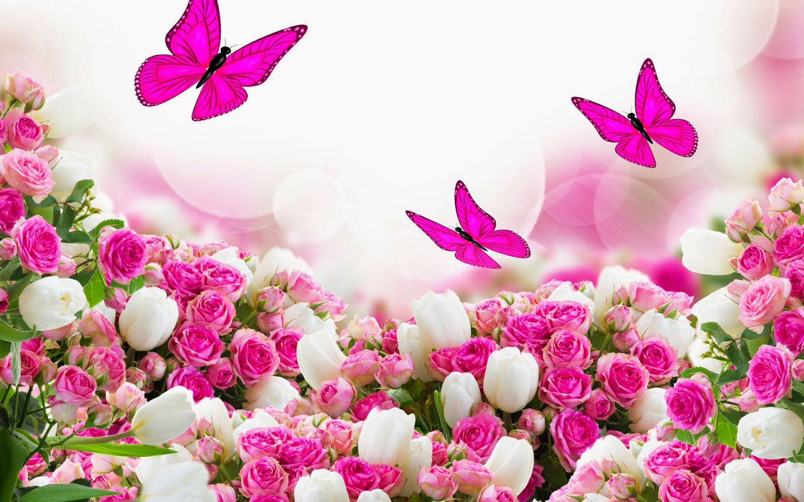 Blumen, pink roses, white roses, HD Desktop Wallpaper