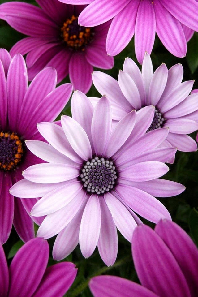 Blumen, vibrant purple daisies, gradient petals, SD Phone Wallpaper