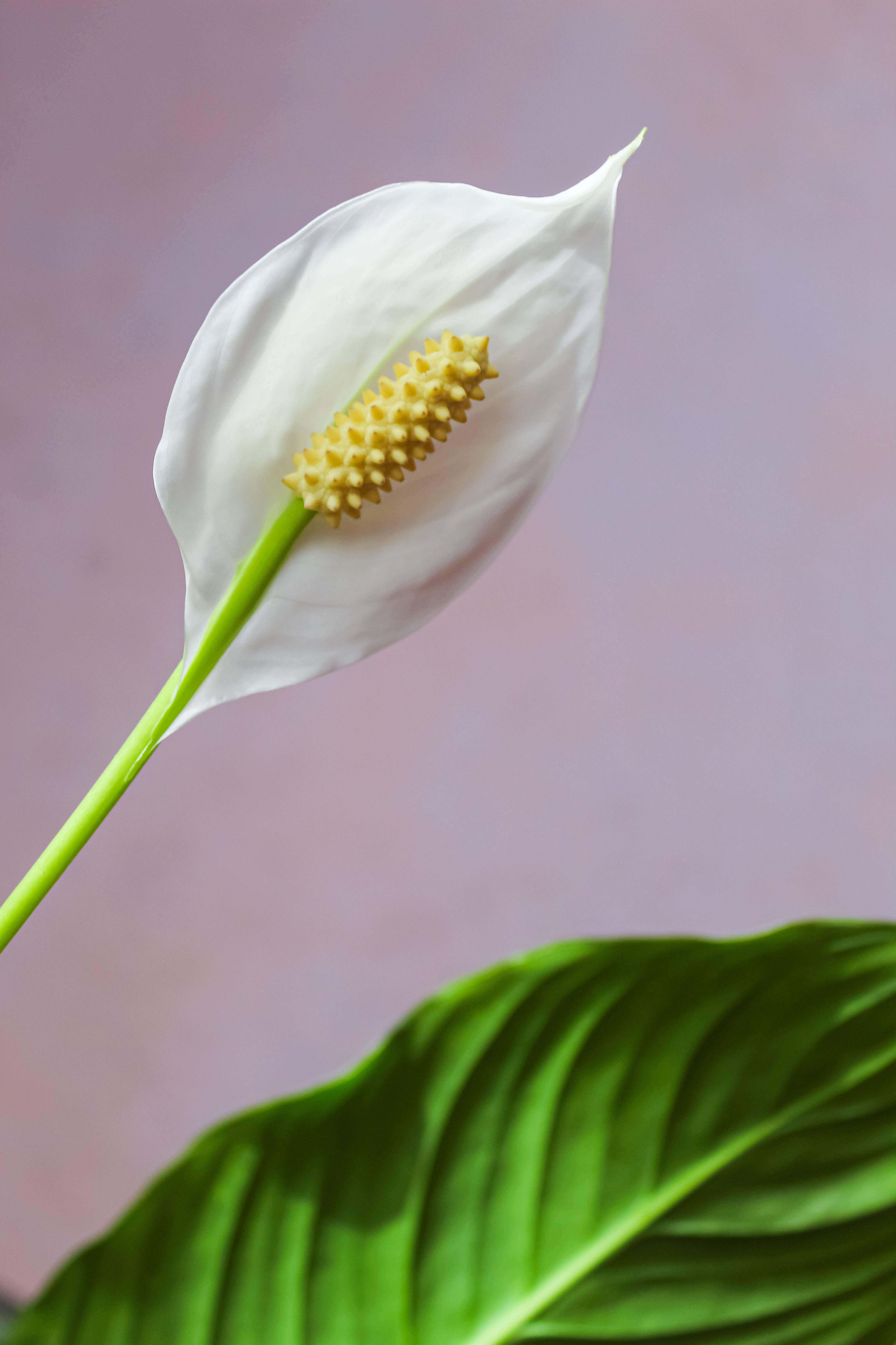 peace lily, lavender backdrop, vibrant green leaf, 5K Phone Wallpaper