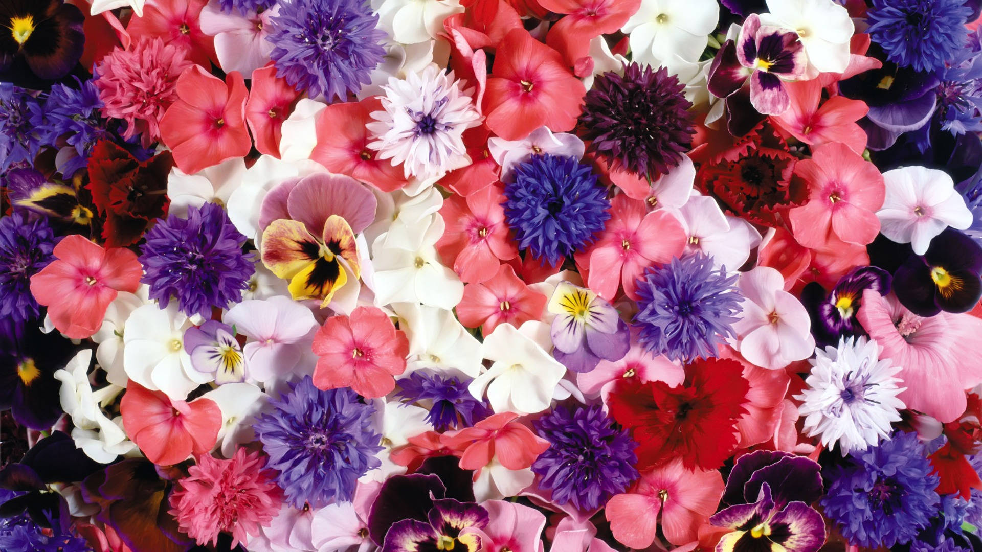 Blumen, flower display shot, pinks, Full HD Desktop Wallpaper