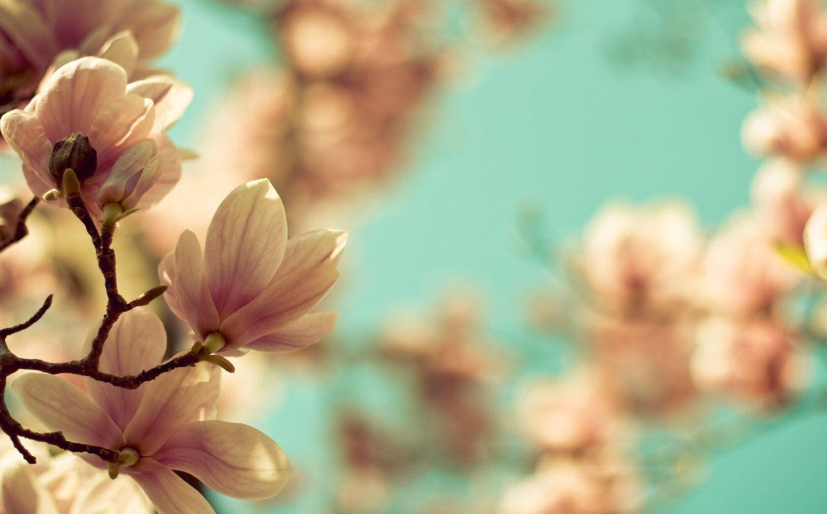 Blumen, magnolia blossoms, dark branches, HD Desktop Wallpaper