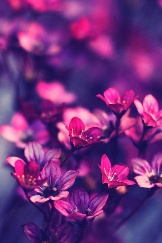 Blumen, pink, purple, SD Phone Wallpaper