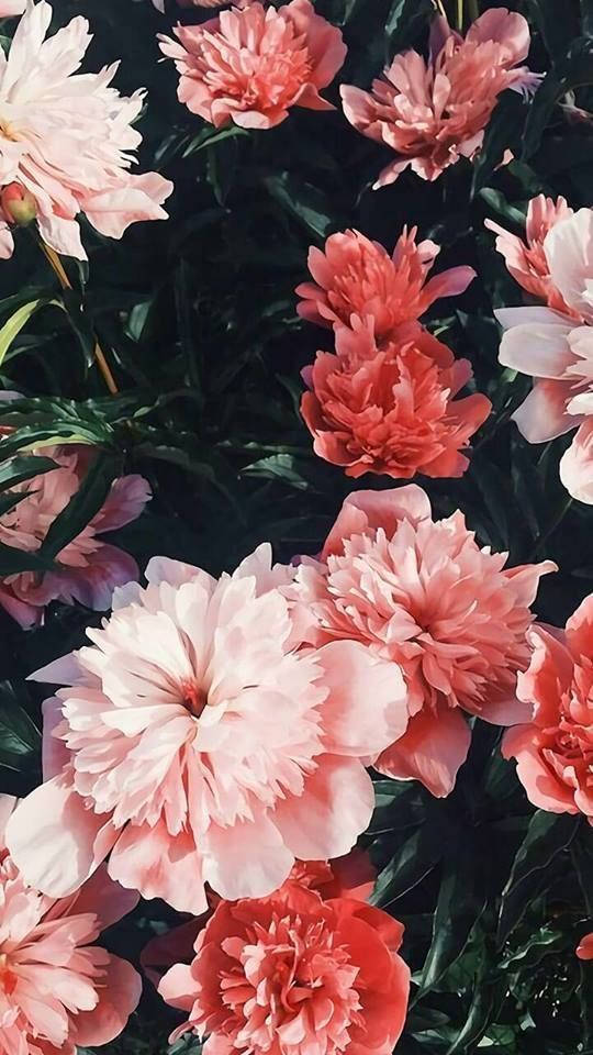Blumen, mixed flowers, pink peonies, SD Phone Wallpaper