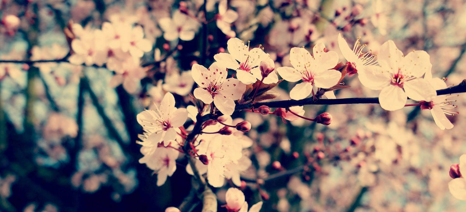Blumen, white cherry blossoms, pink centers, HD Desktop Wallpaper